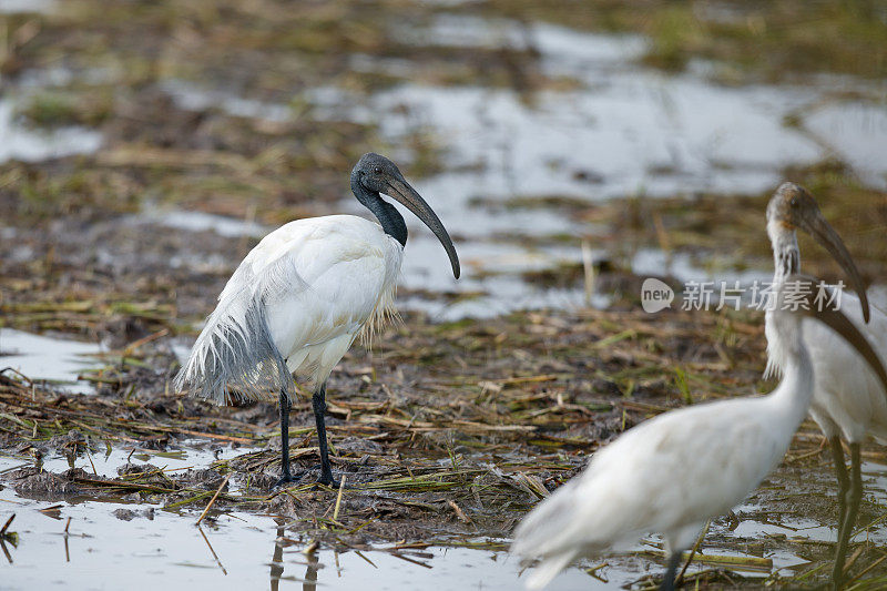 水鸟，一小群成年黑头朱鹮(Threskiornis melanocephalus)，也被称为东方白朱鹮、印度白朱鹮和黑颈朱鹮。